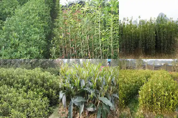 桂花糕的材料和做法窍门1689313666707