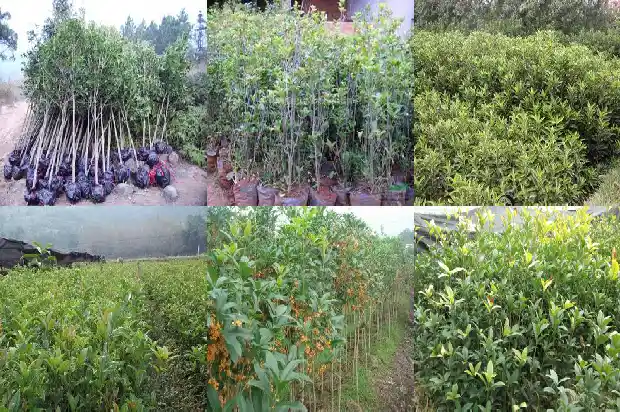 什么是日香桂花1688693005212