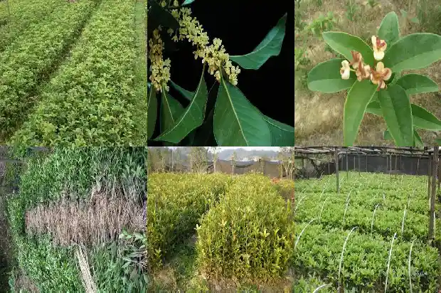 桂花茶和什么相克1689034796013