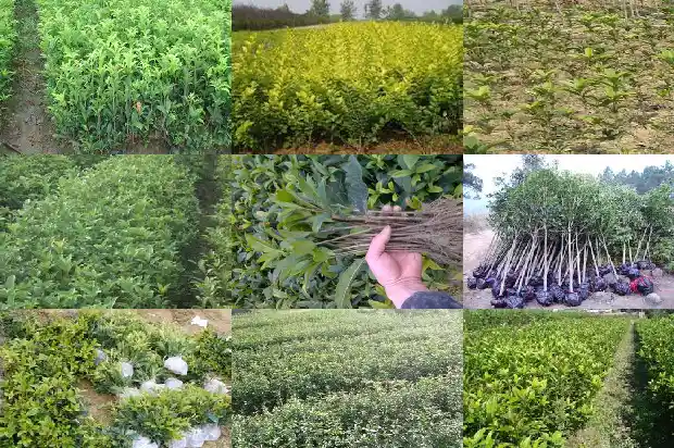 木桂花和桂花是一个品种吗1688436184292
