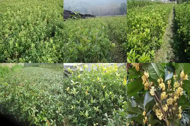 桂花树为什么这么贵1689837964103