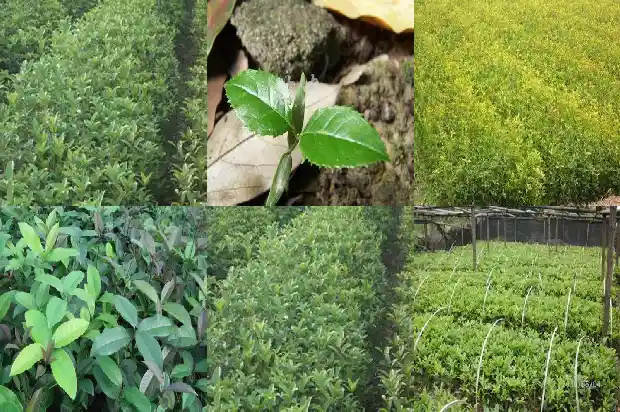 喝乌龙桂花茶拉肚子1689467503325
