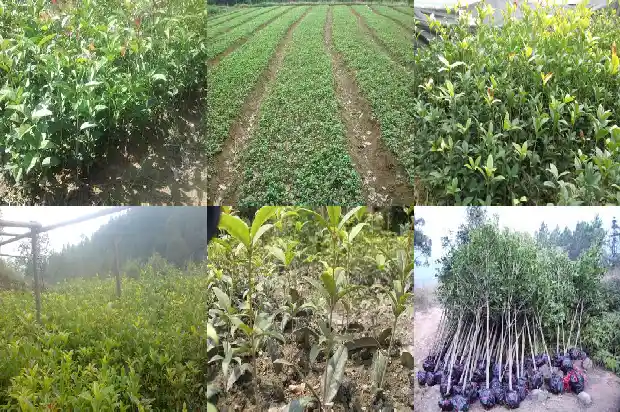 怎么摘桂花方便1689467964854