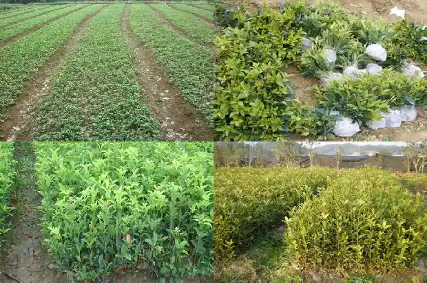 金桂花树的特点有哪些呢1688346306124