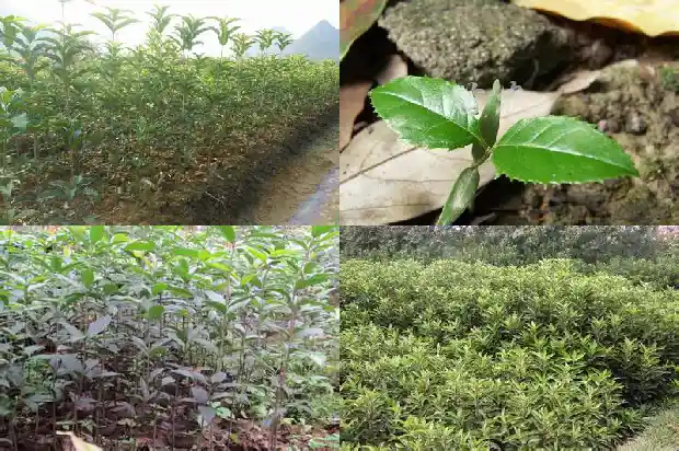 桂花小苗几年开花一次1690331750684