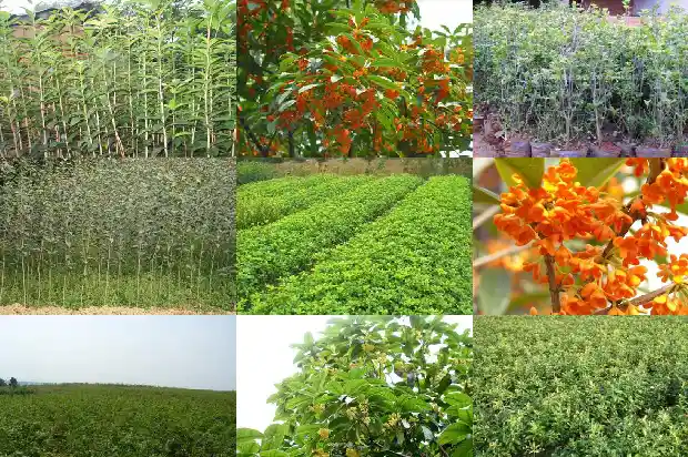 以桂花树为主题的学校吉祥物1690677524408