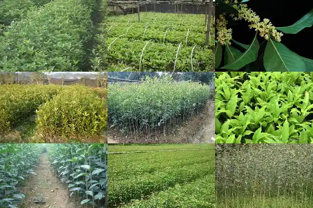 天香台阁桂花有几种颜色的1690850093761