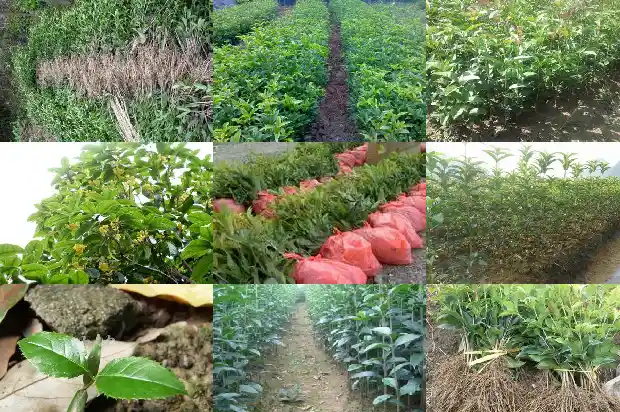 金桂花树好还是银桂花树好1690245612782
