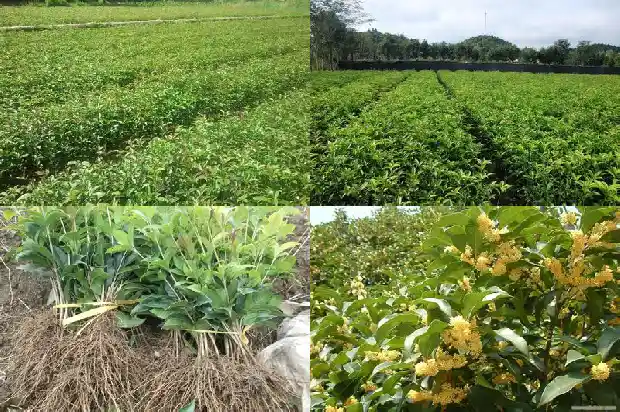 金状元桂花有何特征1690850109588
