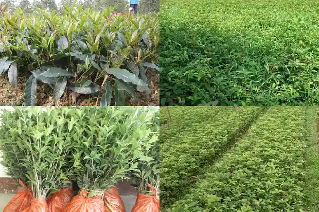 8-10公分桂花树价格成都1689639916143