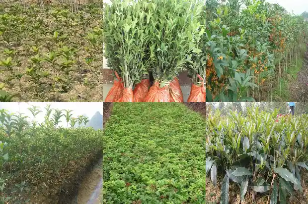 白桂花茶的功效与作用1689381786104