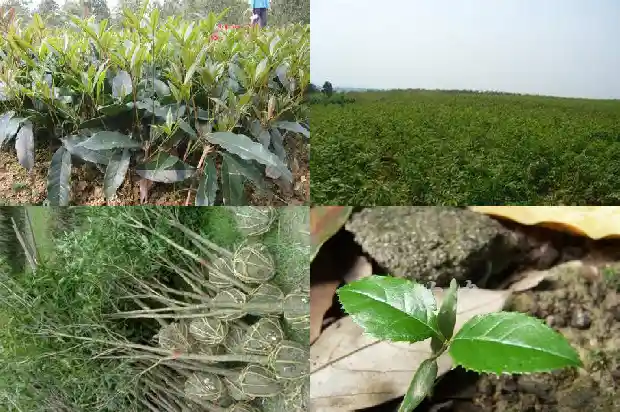 我想卖桂花树在哪里卖呢1688520459422
