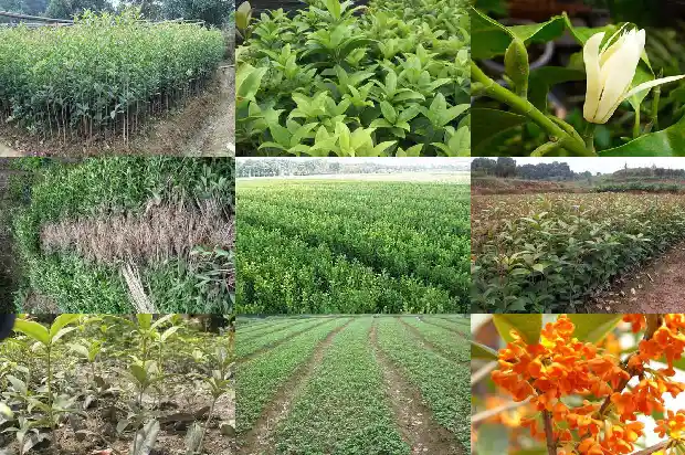 桂花酱上火吗1689121448392