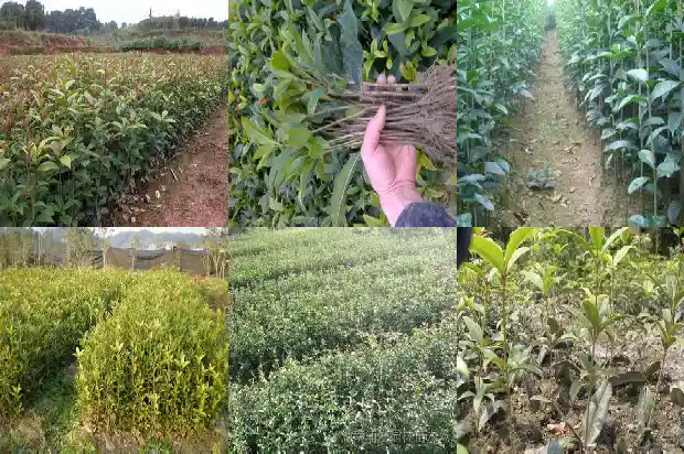 桂花怎么制作桂花茶1688607873345