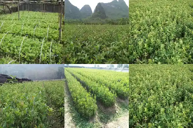 桂花的花形状1688690311081