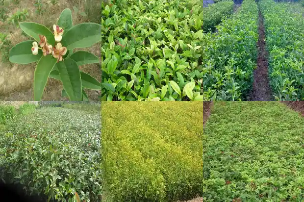 桂花树在哪里买比较好看的1688690849471