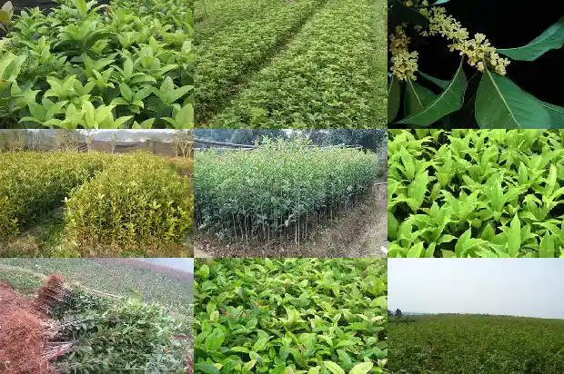 荔枝陈皮桂花红茶1689208207694