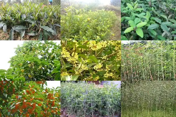 红桂花树苗多少钱一棵红红桂花红桂花小苗多少钱一棵1689640611954