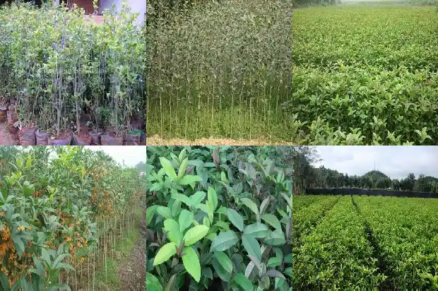十月份移栽桂花树能活吗1690245481835