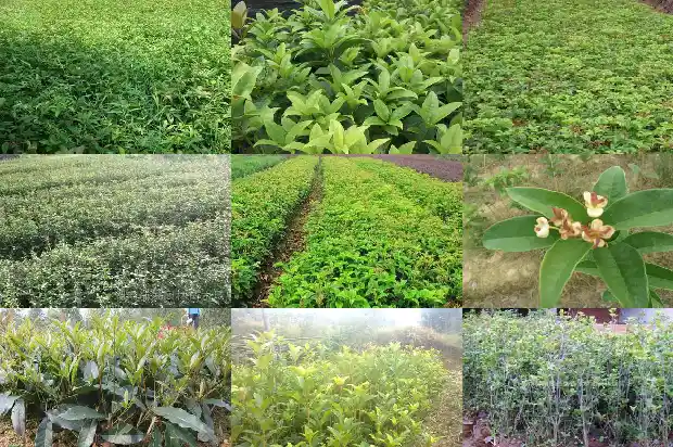 石楠树是桂花树吗1688434600210