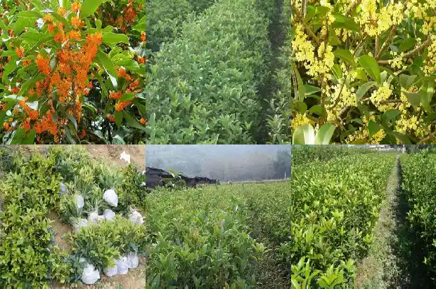 桂花怎么养开花香1689208026664