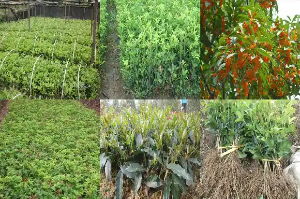 九月桂花的花值钱吗知乎1689985349144