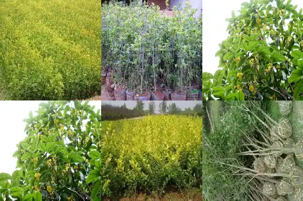 桂花树门前贵人立门内是什么1688691639155