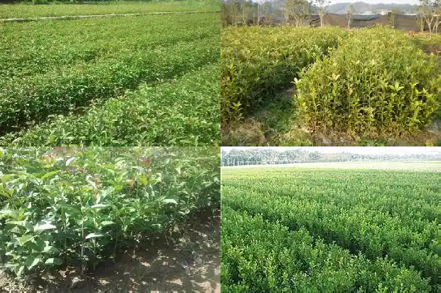 心烦不开心可以喝桂花茶吗1689035179299