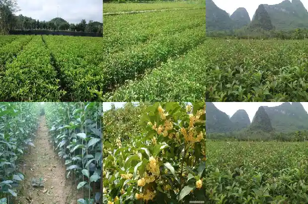 桂花什么时候修剪合适呢1688347655757