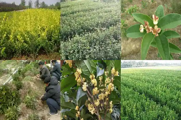 什么样桂花树品种好养活1690331655622