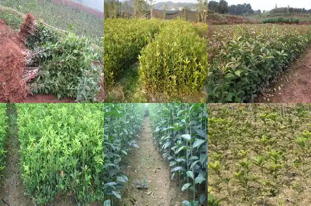 食用桂花的功效与作用1689313392425