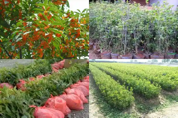 桂花对人有什么好处吗1689207955098