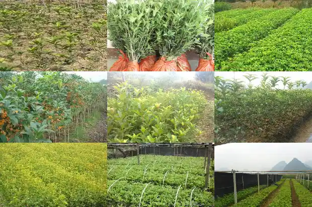 桂花树一年四季的特点和样子1690331996829