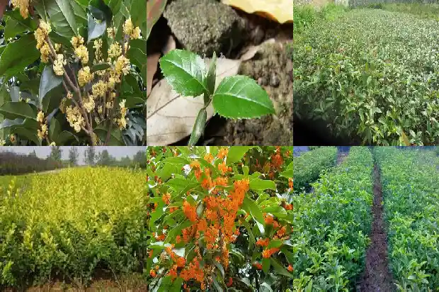 盆栽金桂花树苗价格1689640589480