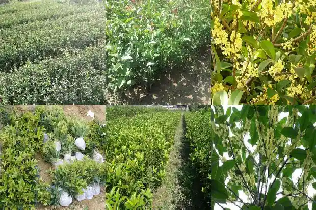 桂花8月开花叫什么桂子1688350485164