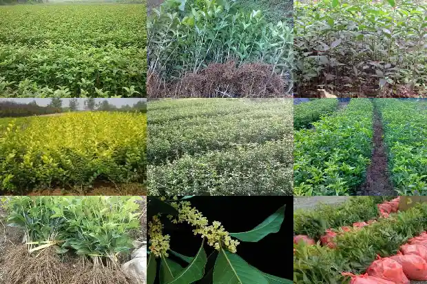 最新桂花苗价格行情1689726707288