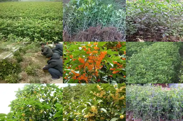 桂花树种价格表1689726543684