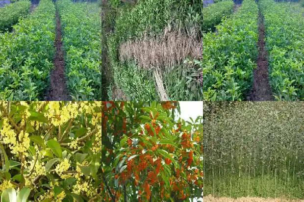 桂花树施肥的最佳时间和方法1690677500055