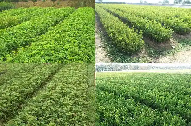 桂花树二十年能长多粗1690763841839