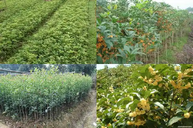 现在的桂花树可以种吗1690158500215