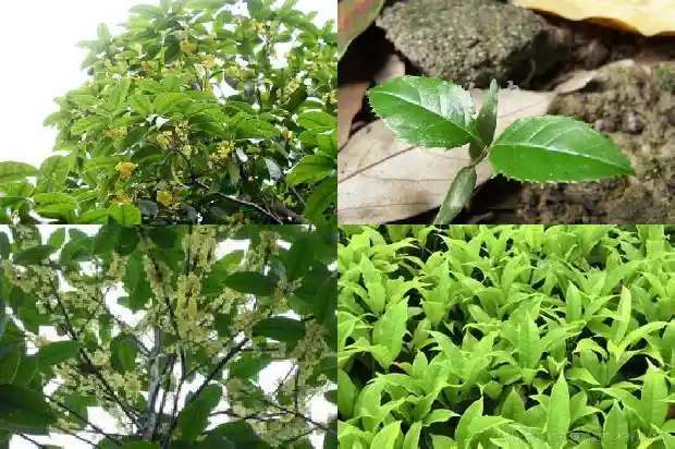 二月可以种桂花吗1688604913894