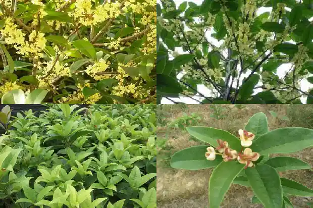 刚刚摘下来的桂花可以泡水喝吗有毒吗1689576998359