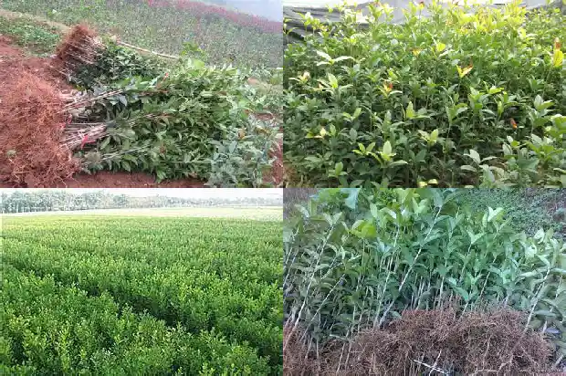 金桂花和桂花露去狐臭哪个效果好1689207751163