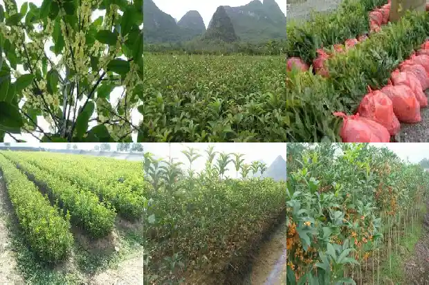 成都桂花树苗基地1690763371248