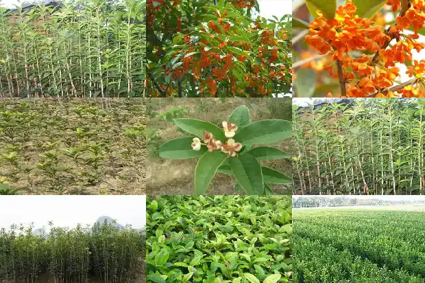桂花金桂和八月桂的区别是什么1688346075022
