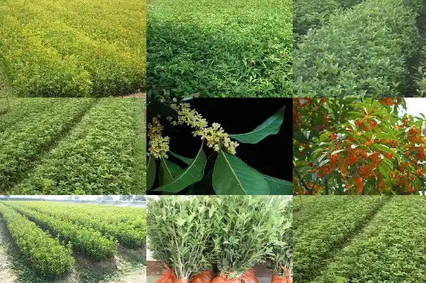 丛生桂花和独杆桂花价格相差多少1689838224557