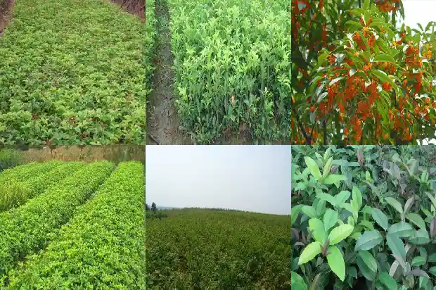 附近有卖桂花树苗的吗多少钱1690763709693