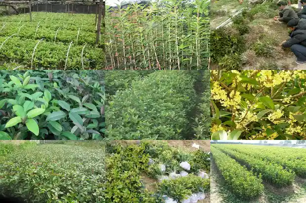 桂花树为什么要开花1688523554270