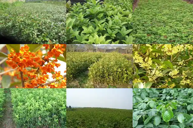 桂花的功效与作用泡水1688948924047