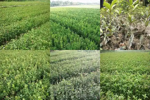 桂花有一个月开一次的吗有毒吗1688861385985